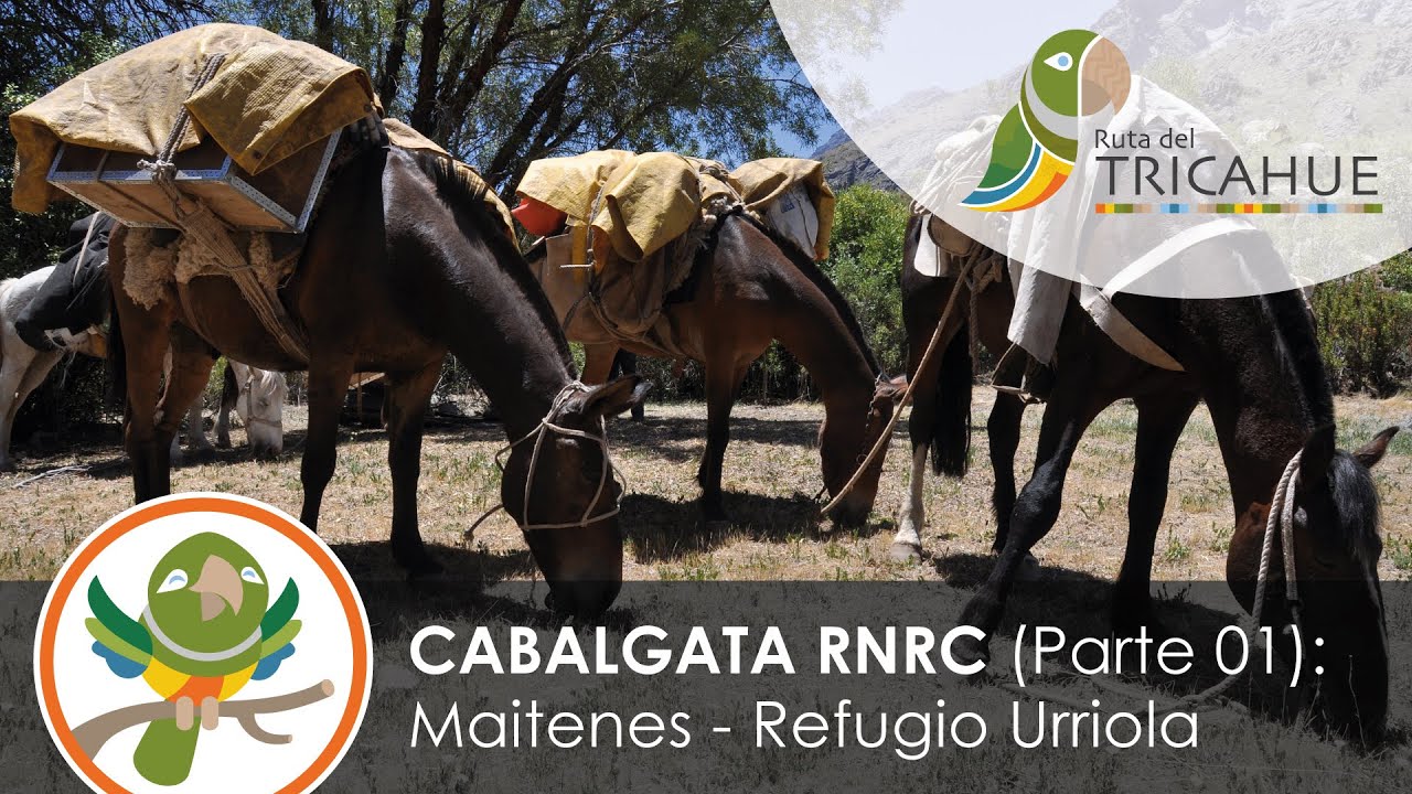 Cabalgata Reserva Río de Los Cipreses Parte 01: Maitenes - Refugio Urriola. VR 360 4K [ENGLISH SUBS]