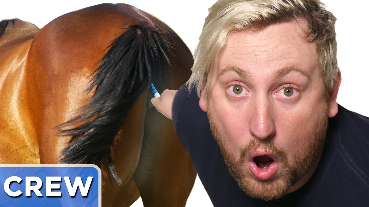 Miniature Horse Doctors