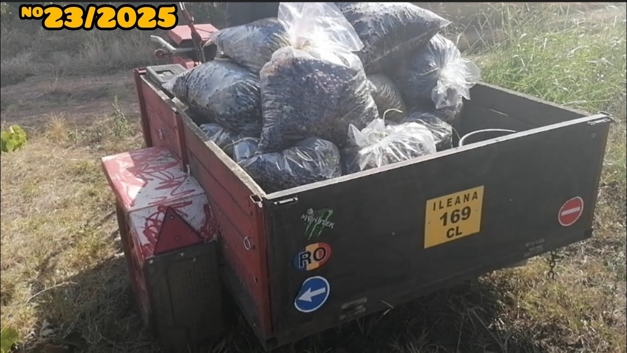 AM CULES VIA DIN CÂMP ȘI IAM TRANSPORTAT CU MOTOSAPA ZIMBRU 6559 7CP 🔸ALT AN SECETOS😓
