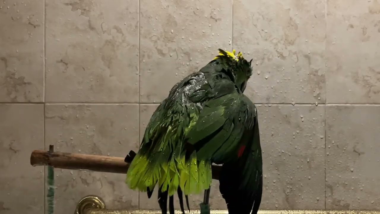 Buster the Yellow Naped Amazon Parrot takes a bath