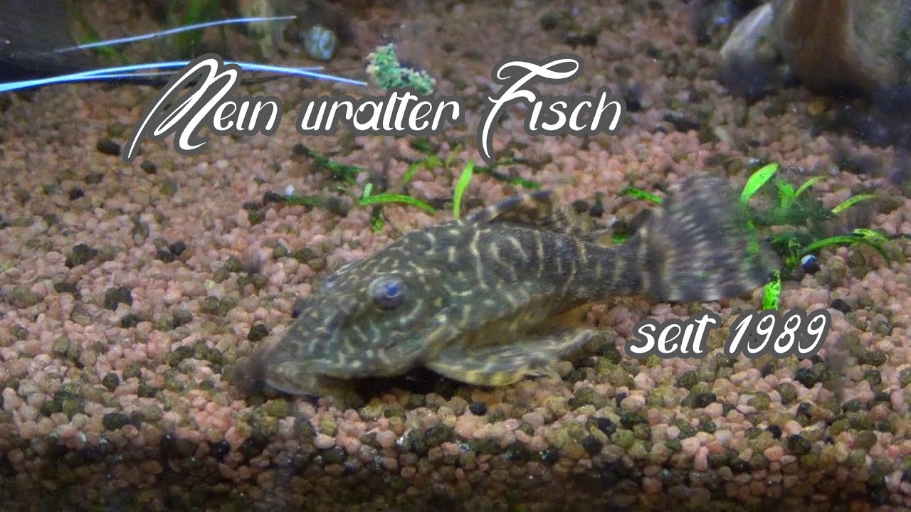 Mein uralter Fisch seit 1989
