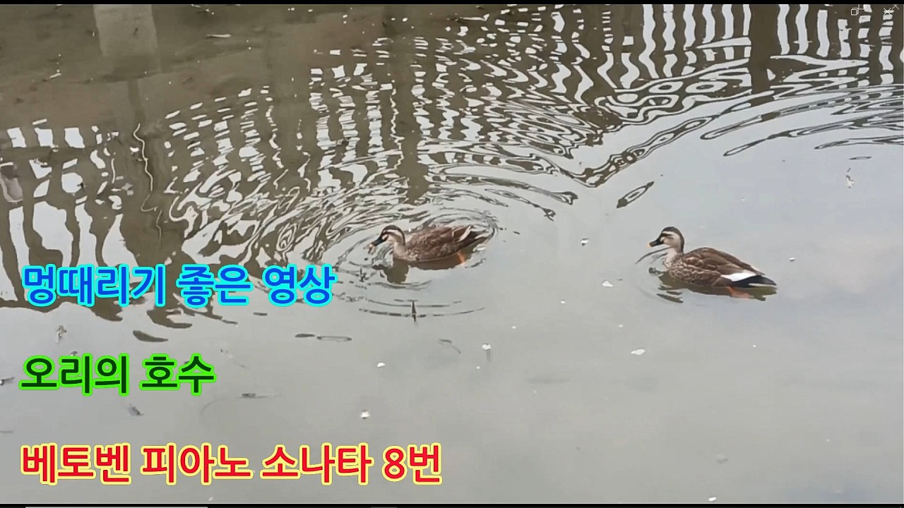 마음의 휴식을 위한 명상 ㅣ 베토벤 피아노 클래식 음악