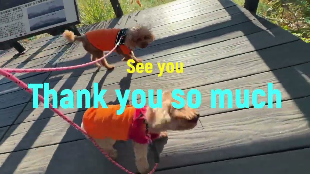 #87【ココとララ】５万人の森公園へ再び♡今年は紅葉見頃でした。奈良県五條市北山町　611日目