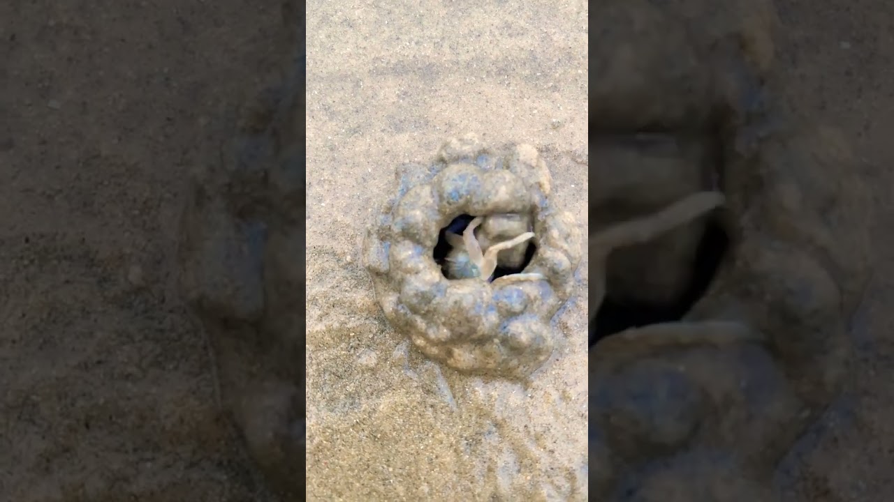 in puri sea beach 🏖️#crab #sea #beach #short