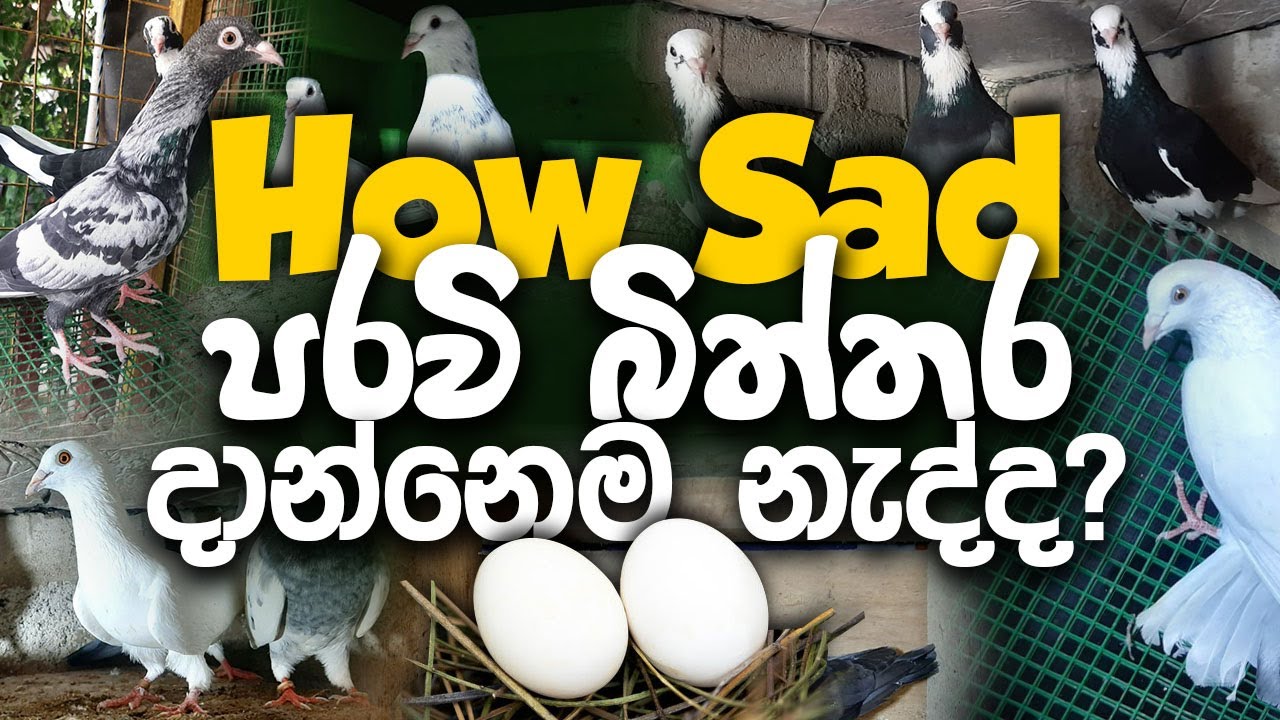 බිත්තර දාන්නේ නැති පරවියන්ට Easy Tips🕊️ #pigeon #paravi #පරවි #ceylonpetshow #පරවියන් #paravivideo