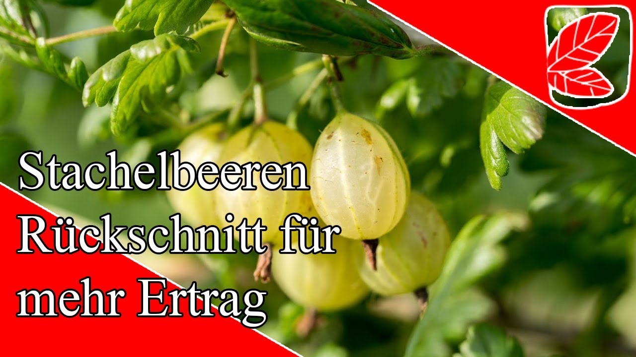 Stachelbeeren richtig schneiden