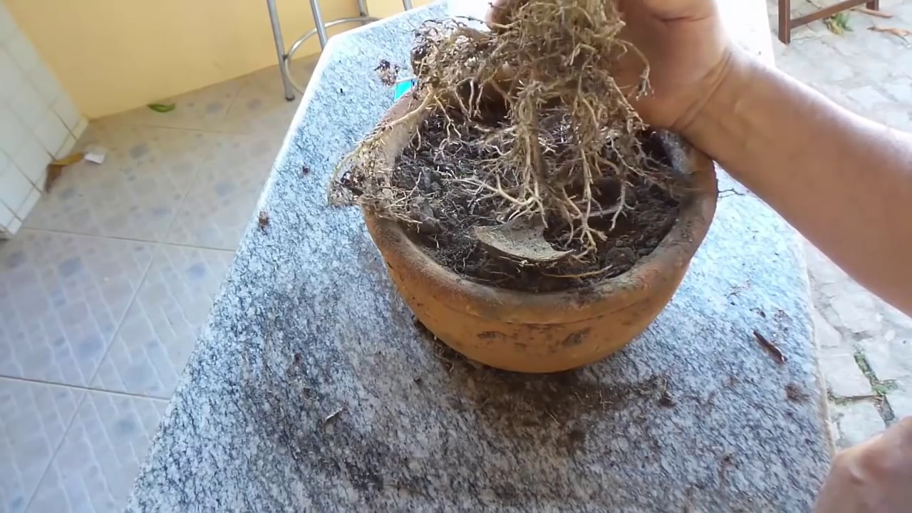 Planta-318 - Tutorial Como Levantar o Caudex das Rosa do Deserto - Adenium Obesum