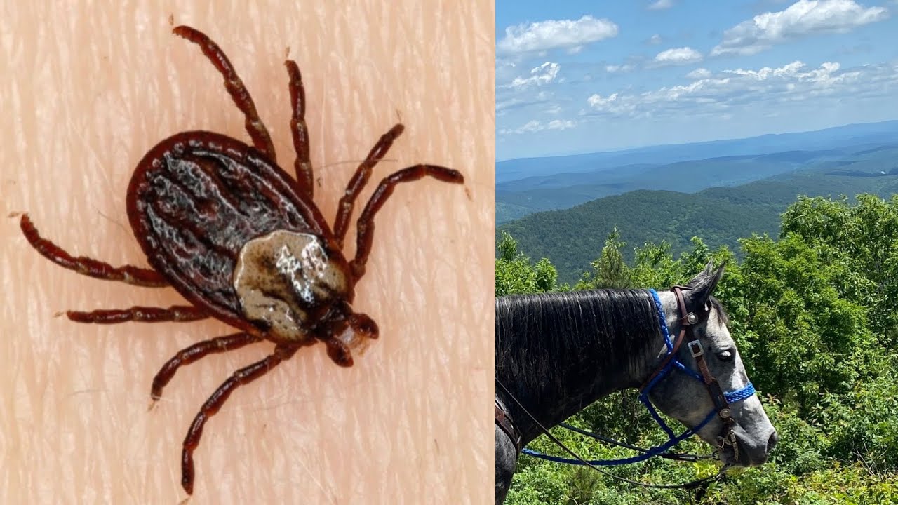 Tick Control Tips For Horses & Trail Riders