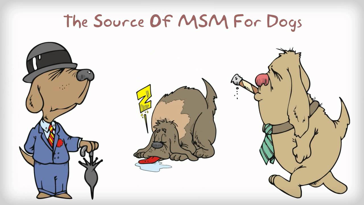 Benefits Of MSM For Dogs - Why Give Your Dog Glucosamine Chondroitin MSM Together?
