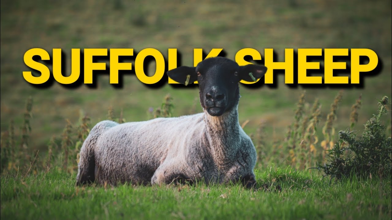 Suffolk Sheep ~ 17 Facts About Suffolk Sheep that you didn't know ~ #crittergospel