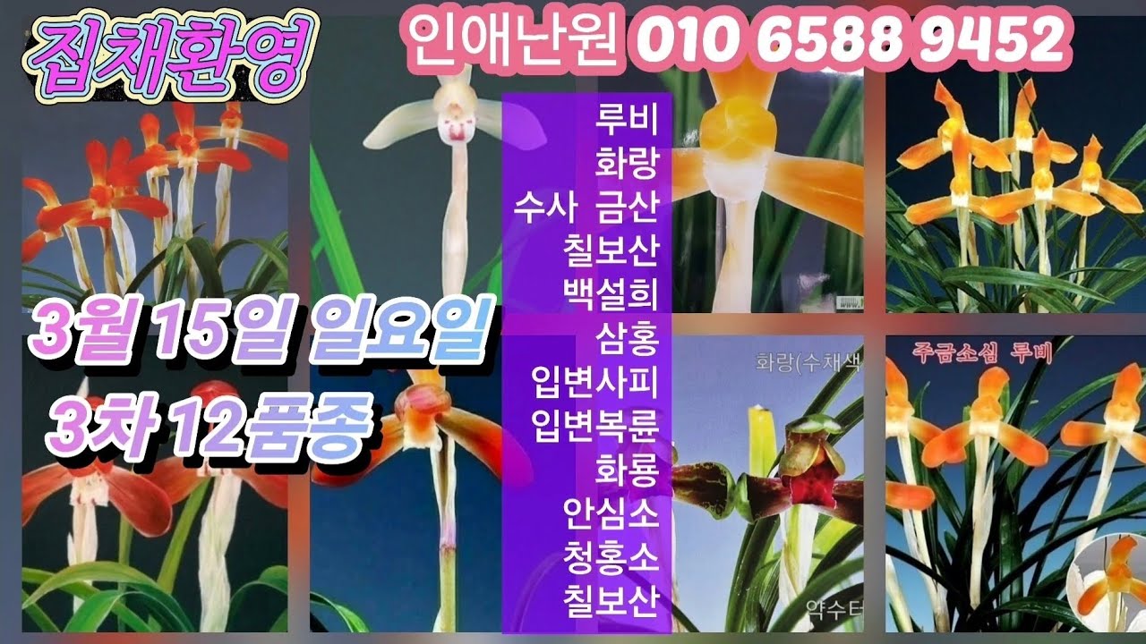 3월15일 일요일 3차 12품종 루비 화랑 수사 금산 칠보산 백설희 삼홍 입변사피 입변복륜 화룡 안심소 천불소 청홍소 판매합니다