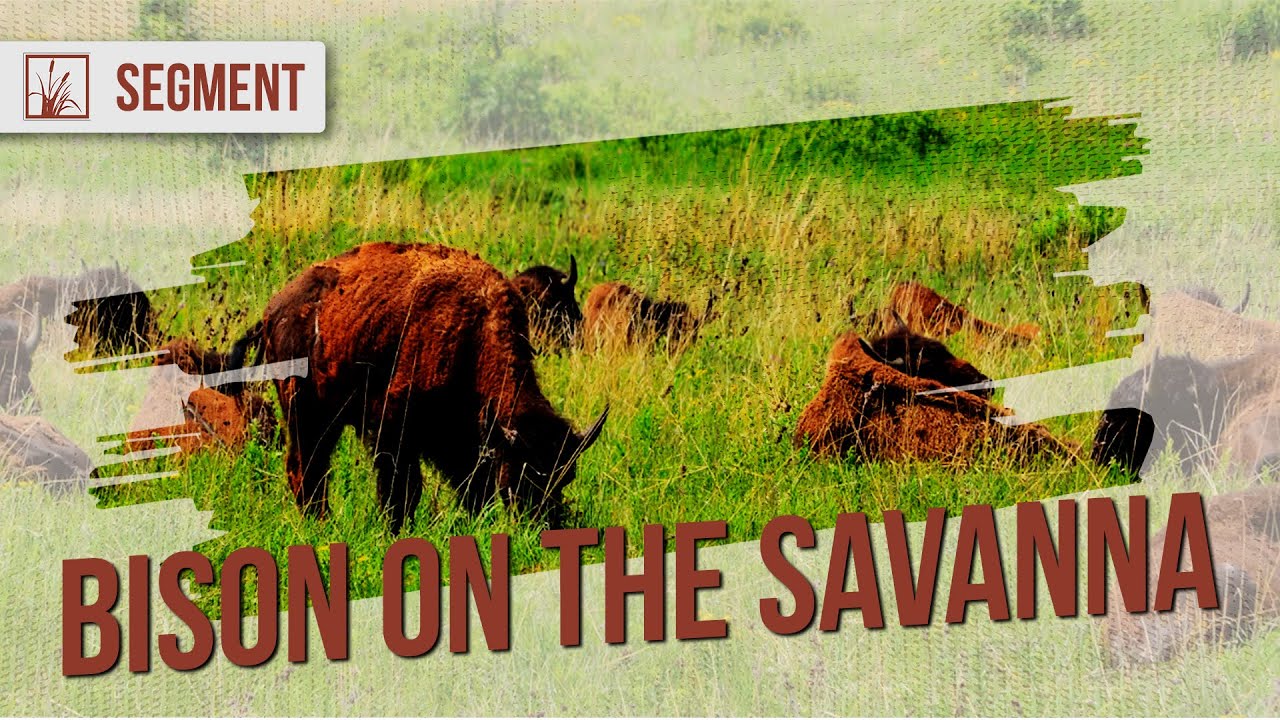 How Bison Can Help Restore Oak Savannas | Prairie Sportsman