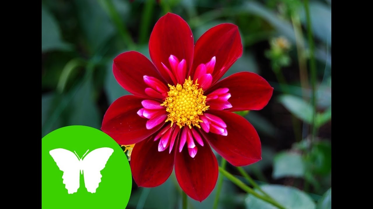 La Eduteca - Las plantas: tipos, relación y reproducción