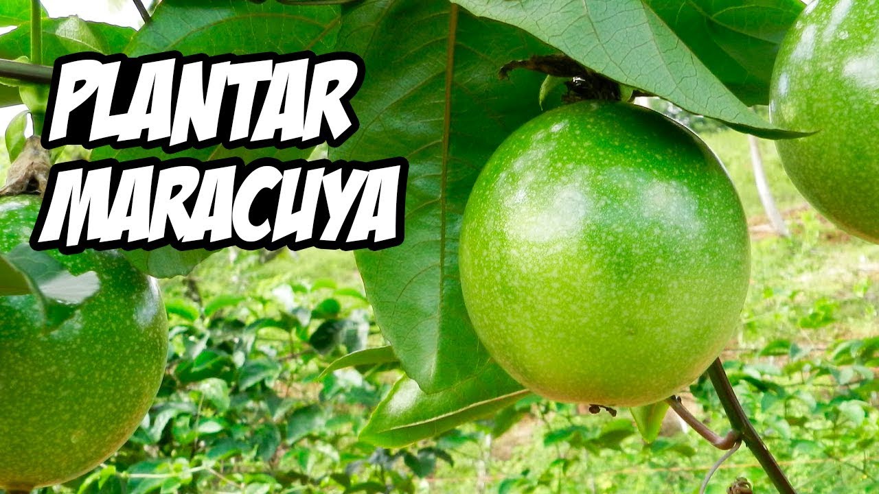 COMO CULTIVAR MARACUYÁ CON ÉXITO 😍 | Huerto Orgánico