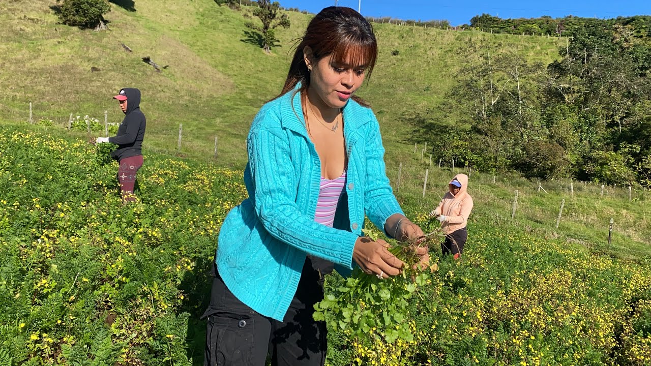 Cuánto dinero se gana en Costa Rica trabajando en el campo?