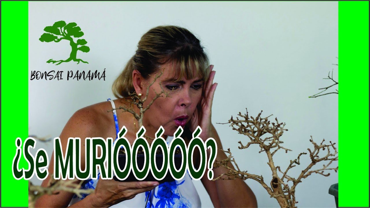 ¿Por qué se mueren los Bonsai?