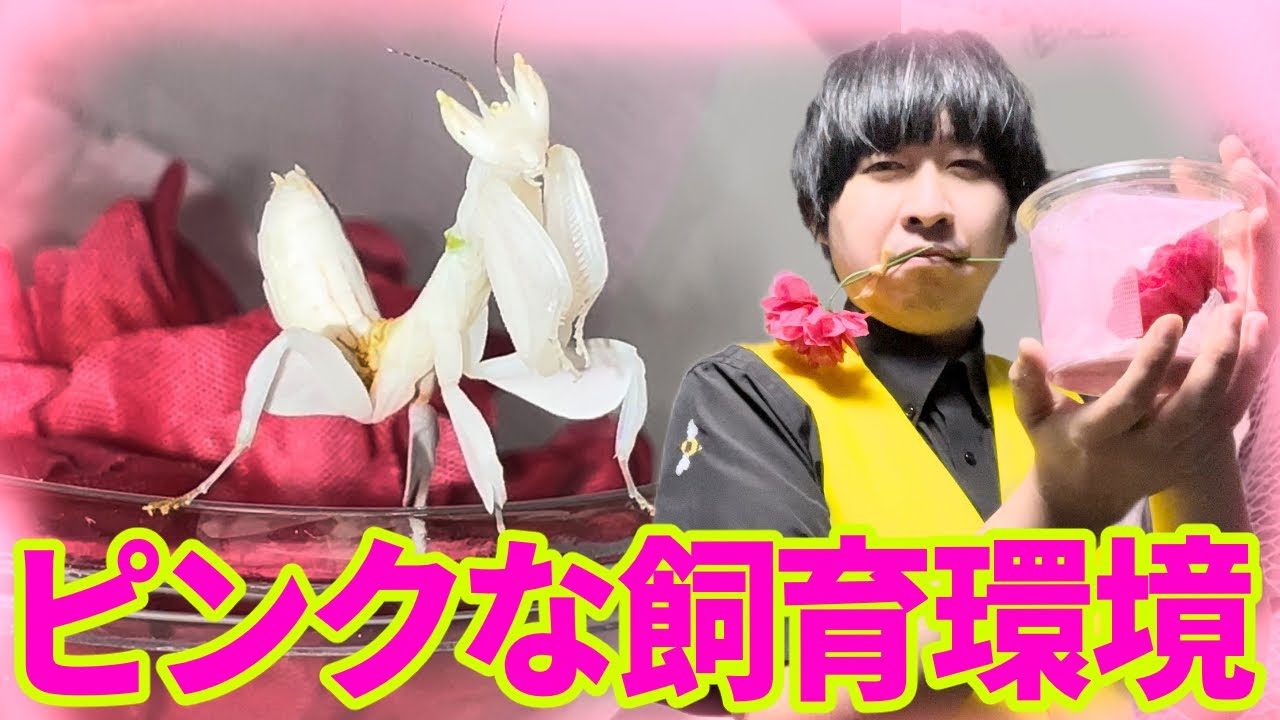 白いハナカマキリがピンク色になれるか挑戦します