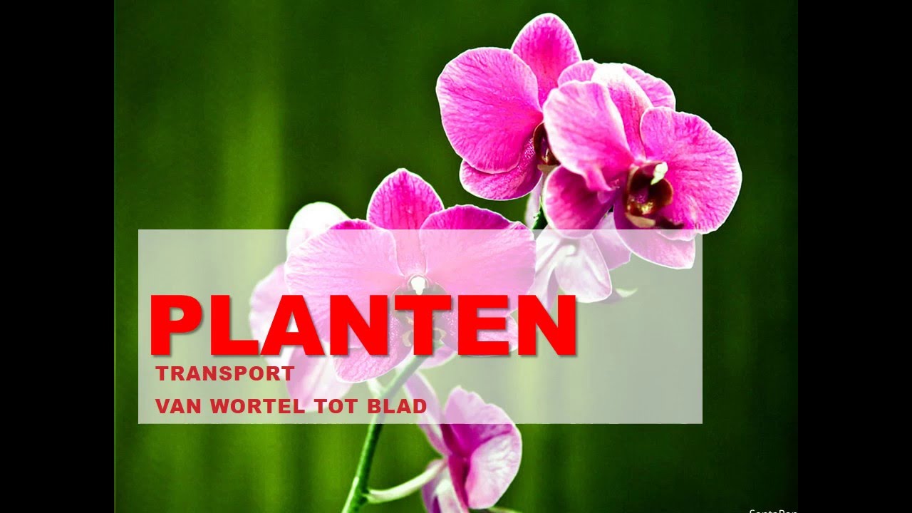 Transport in de plant (houtvaten en bastvaten)