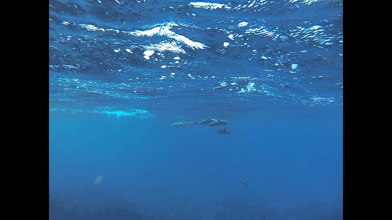 Safety Divers for Normoxic Trimix course St. Maarten, St. Martin diving with Dolphins!