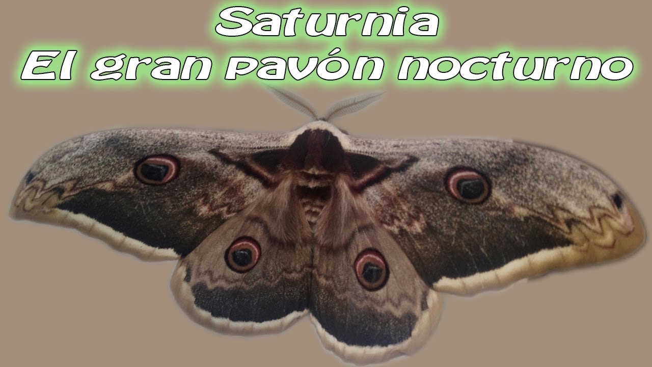 Saturnia, el Gran Pav&oacute;n Noctucno