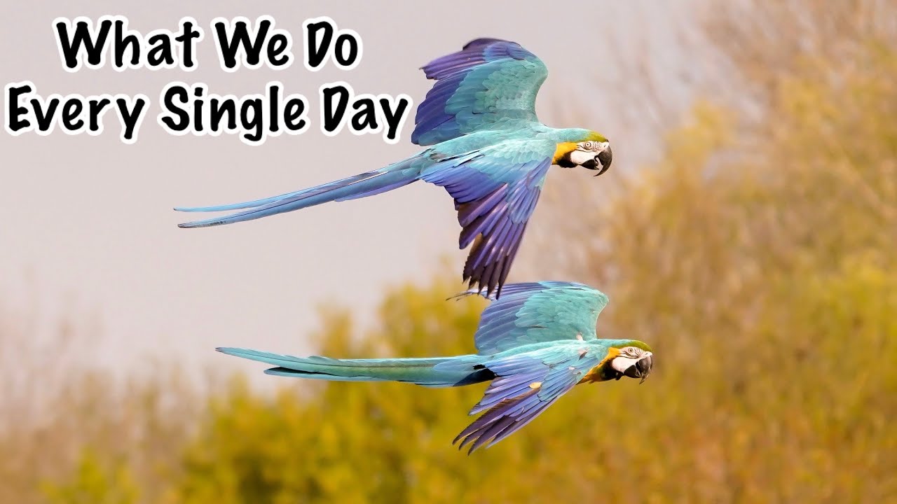 Mikey & Mia FINALLY Flocking! || Epic Sunset Synchronised Free Flight