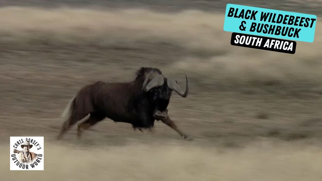 Hunt for Stunning Black Wildebeest and Bushbuck in South Africa