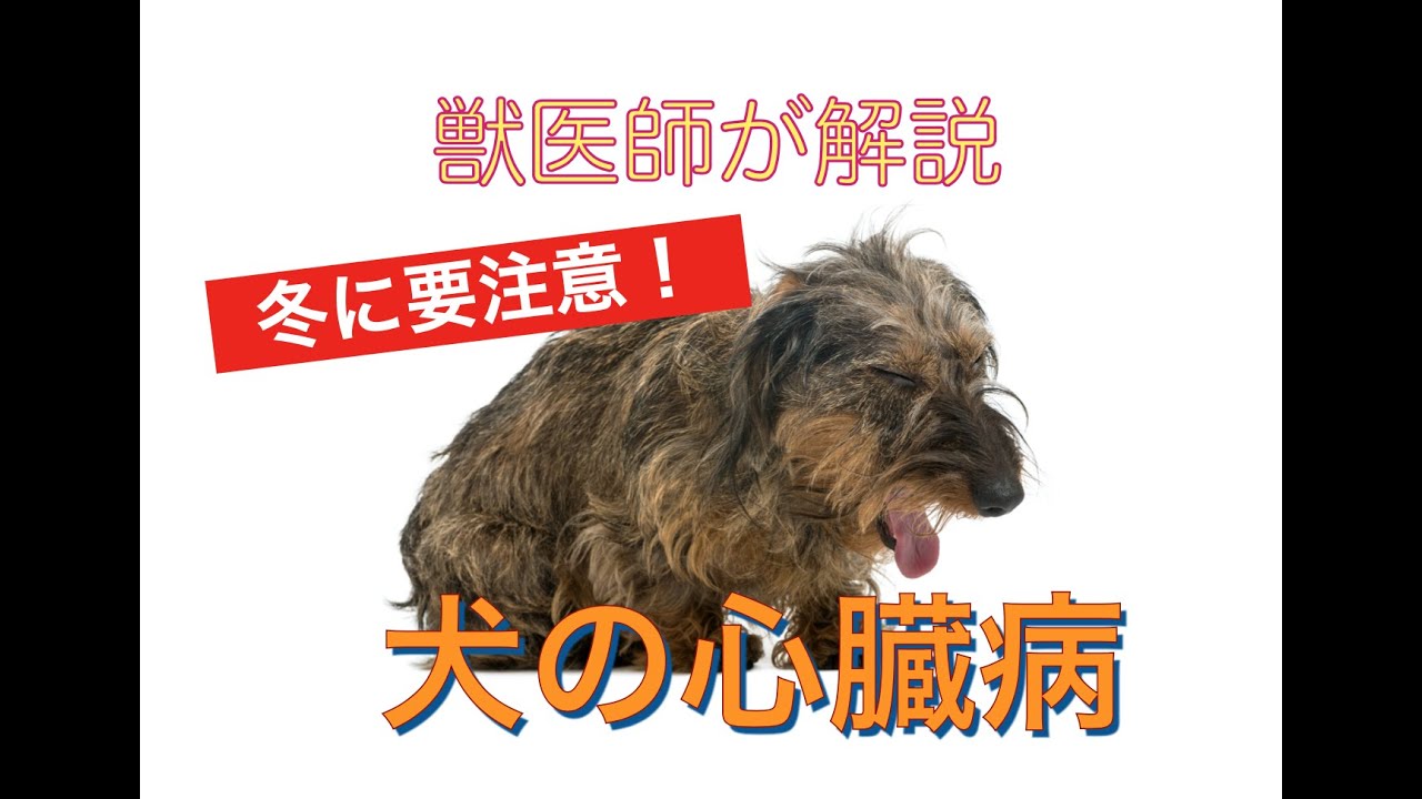 冬の夜に要注意‼️犬の心臓病を獣医師が６分で解説します