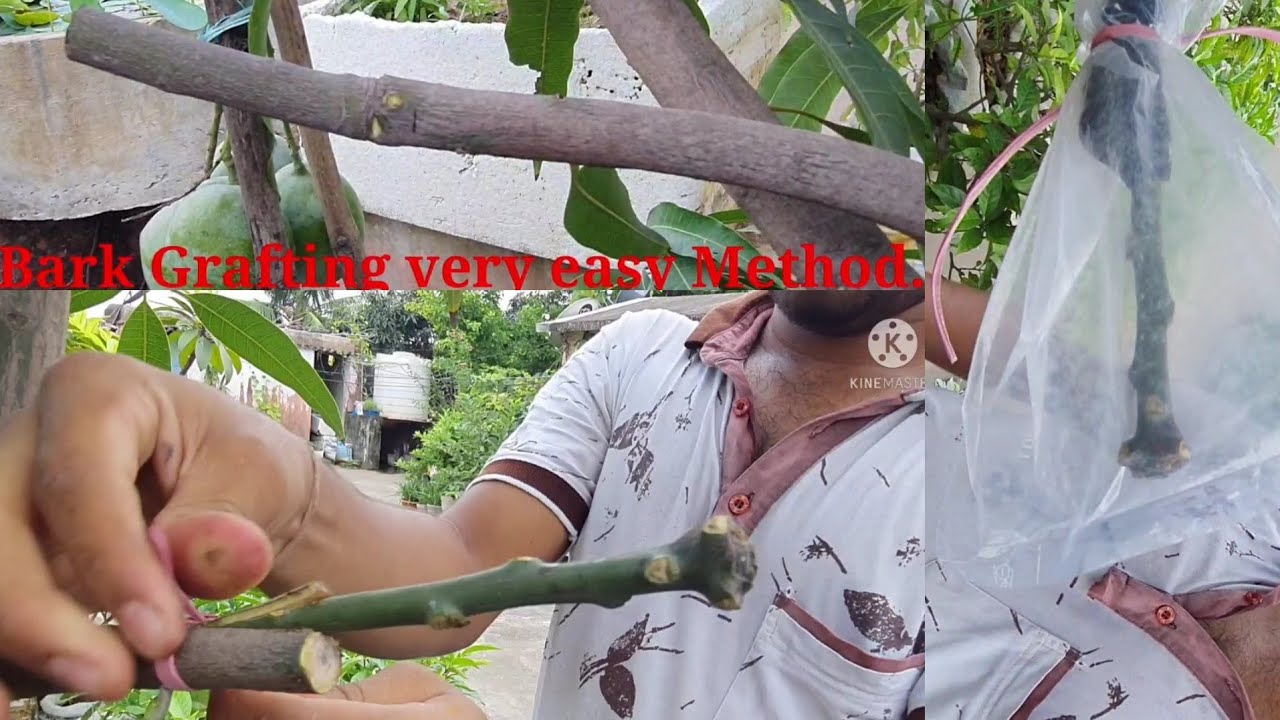 How to do Mango Bark Grafting in a very easy way.Different variety scion grafting on Mango plant.