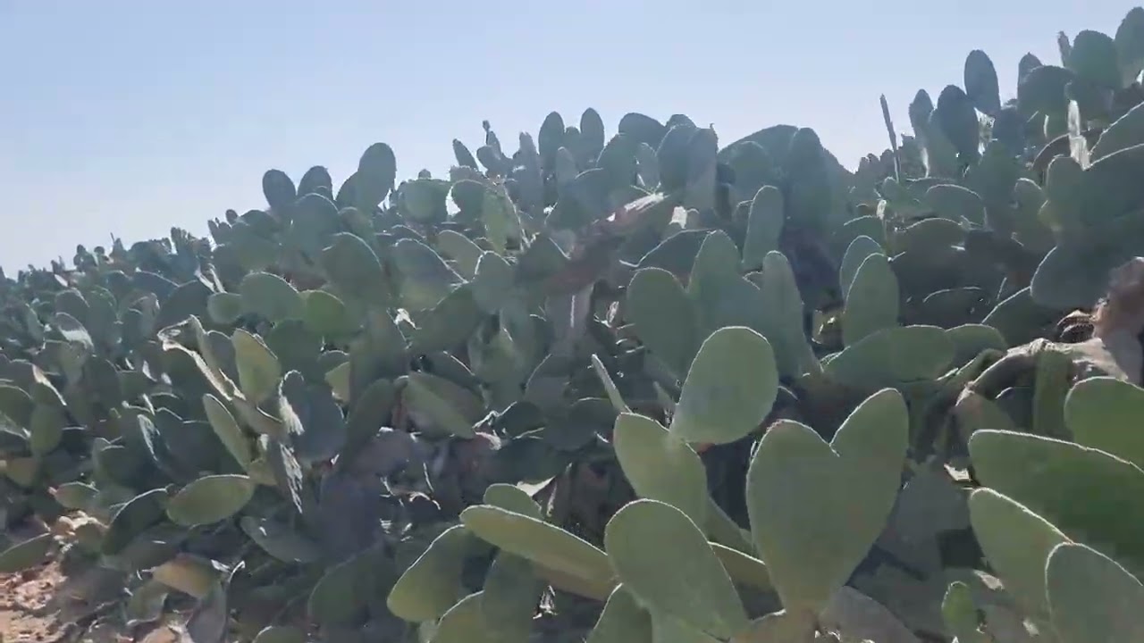 أهم فيديو تشوفه عن التين الشوكى والتصويم الجائر عشان العملاء الجدد 01007305821