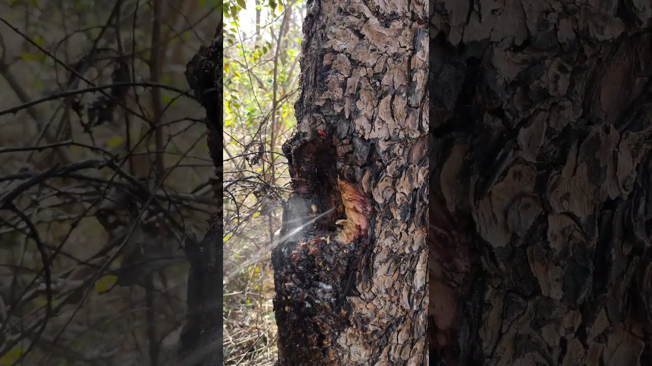 water tree | kari maruth | jungle survival techniques