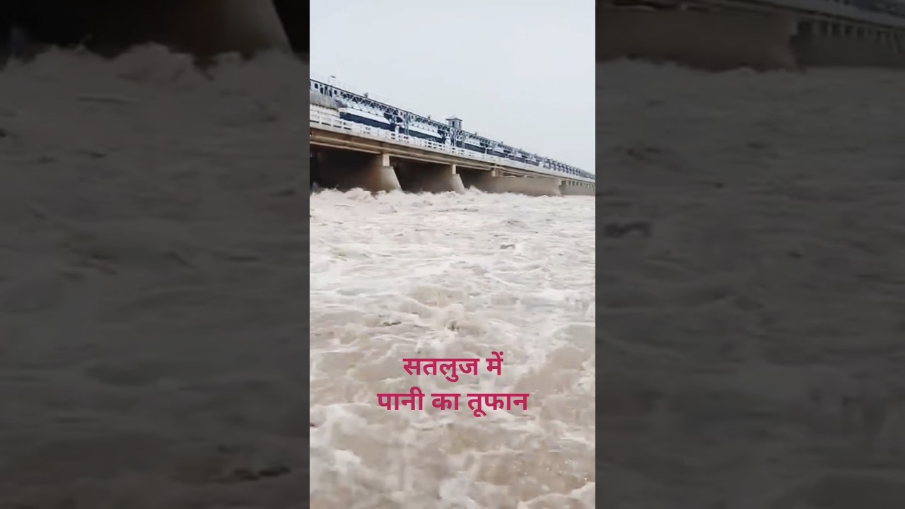 सतलुज में बाढ़ का पानी | water flood in satluj | #shorts