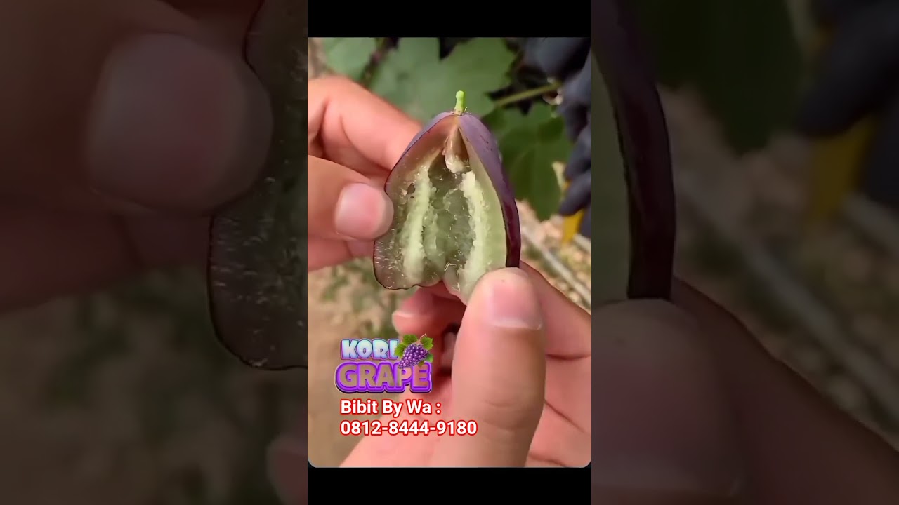 Jual Bibit Anggur Moondrop | Jual Bibit Anggur Import #anggur #grape #anggurimport #anggurmoondrop