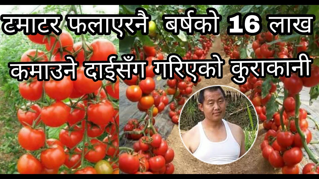 टमाटर खेती गरेर महिनाको २ लाख कमाउने दाईसँग गरिएको कुराकानी । sathi.com / दिपेन्द्र 'अश्रुमाली'