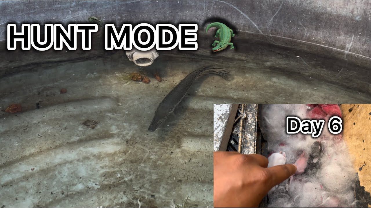 How Baby Rabbit 🐇 looks on Day 6 | Inside My Gar Tank: Sudden Hunting Attempt! #petsvlogs 