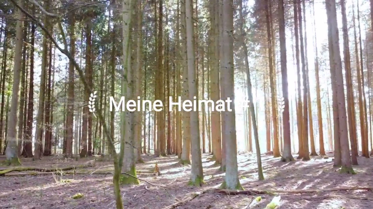Buchen im Odenwald