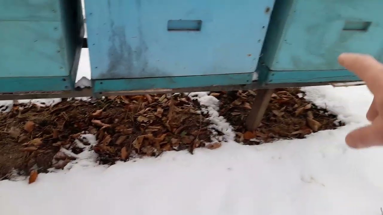 Сітчате дно на моїй пасіці , і добре і недуже!