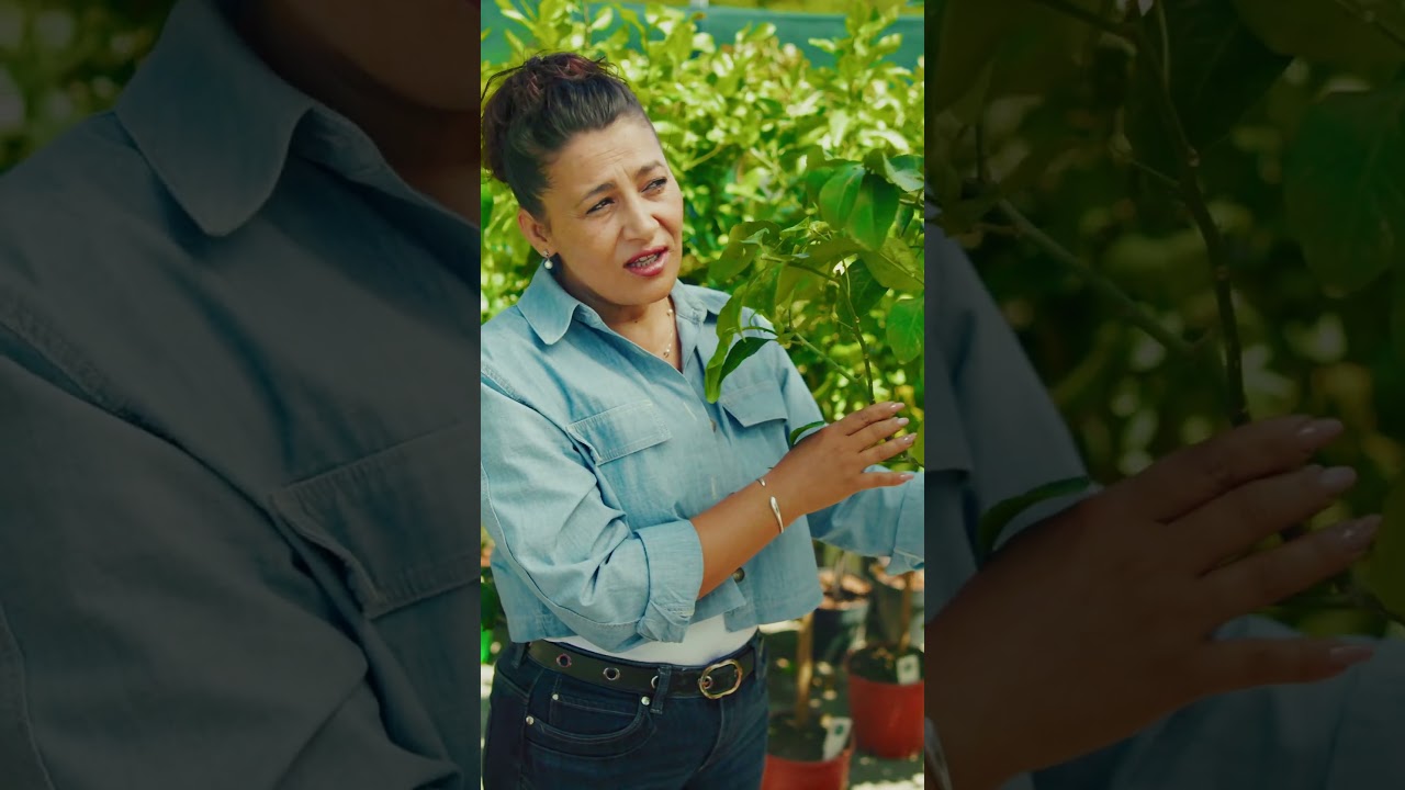 Lăm&acirc;i cu Fruct la Ghiveci &ndash; 150-180cm, Ghiveci 50L | Bloom Garden