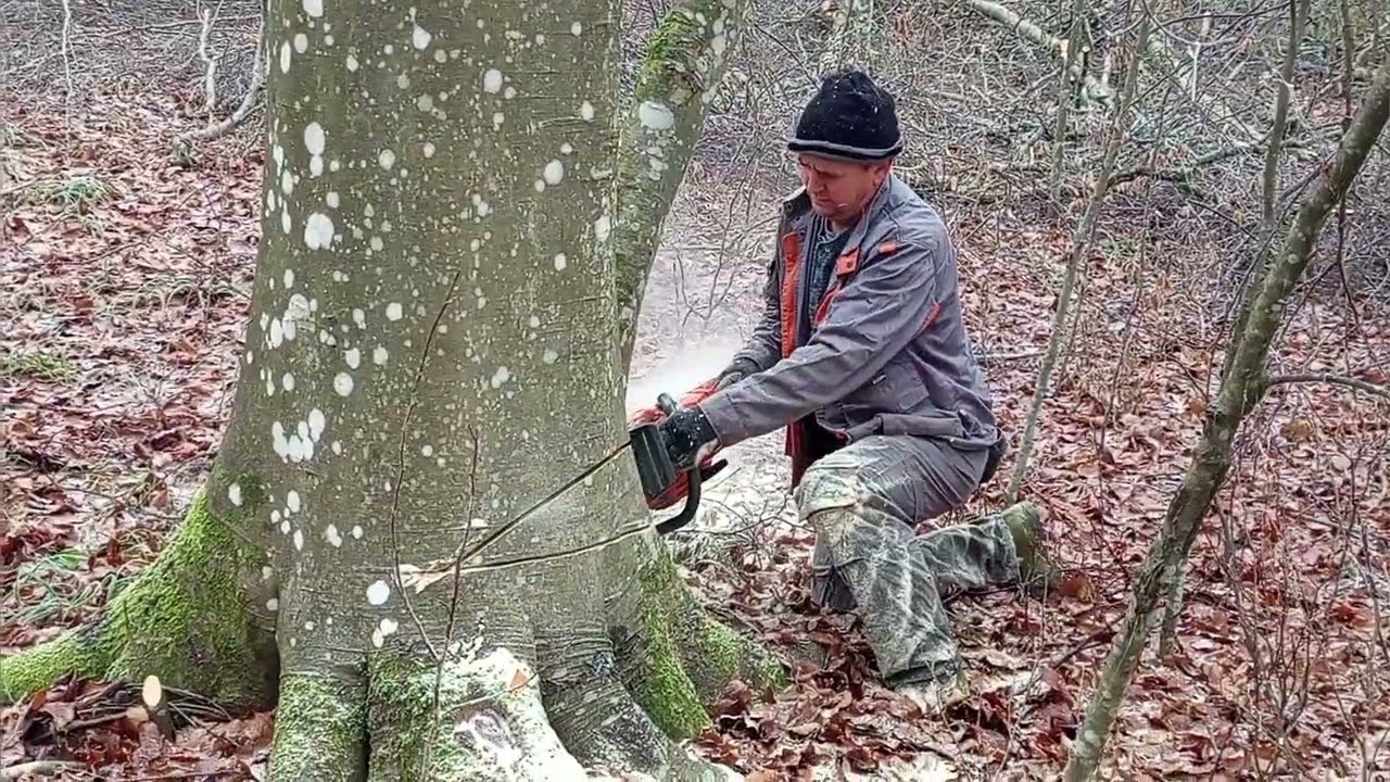 Ru&scaron;enje bukve- Sjekač sa 15+ godina radnog iskustva