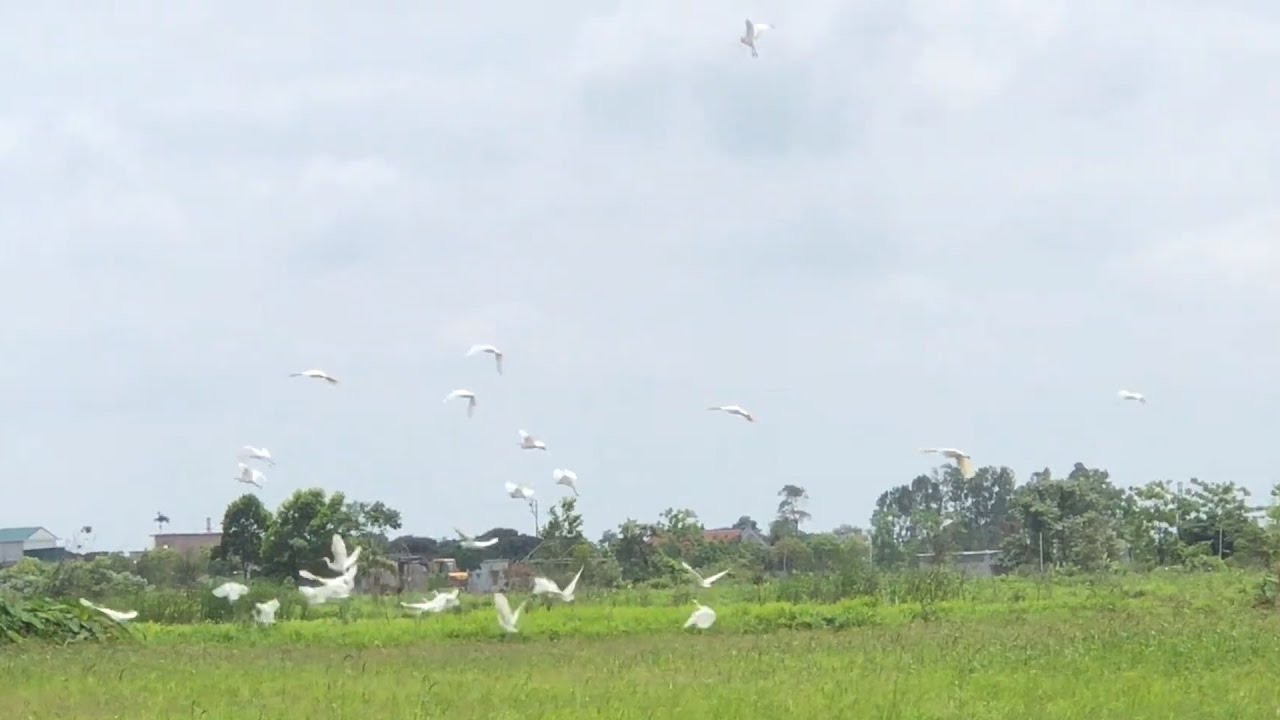 Theo chân thợ bẫy cò và pha giật lưới triệu view