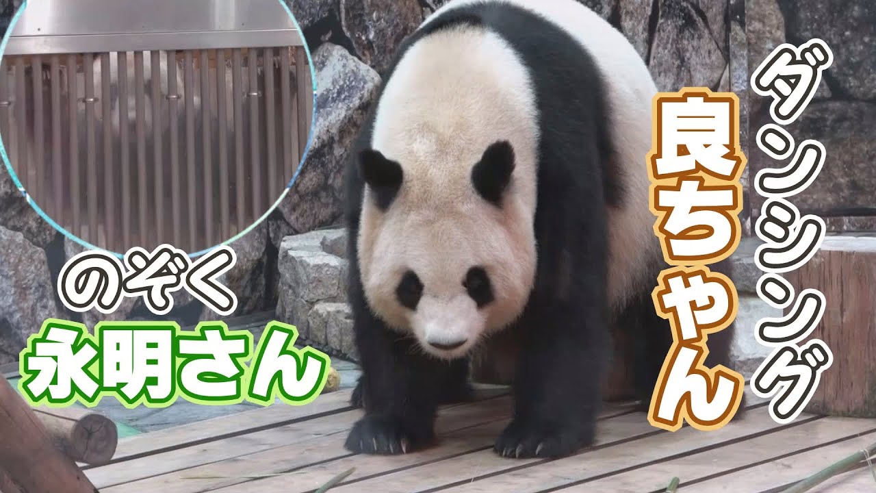 【ダンシング良ちゃん💃】永明さん＆良浜ママのひととき✨たけのこもッ💕【夫婦パンダ】Giant Panda -Fuhin＆Rauhin-