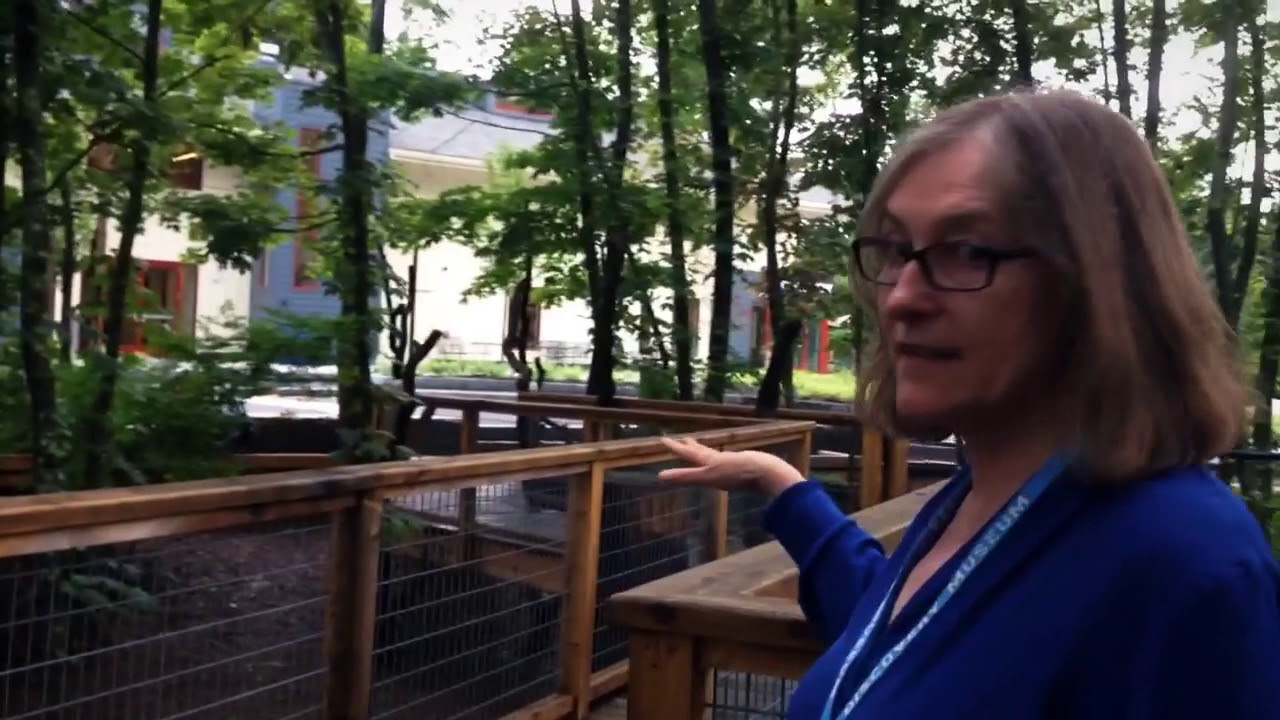 Acton Discovery Museum Tree House