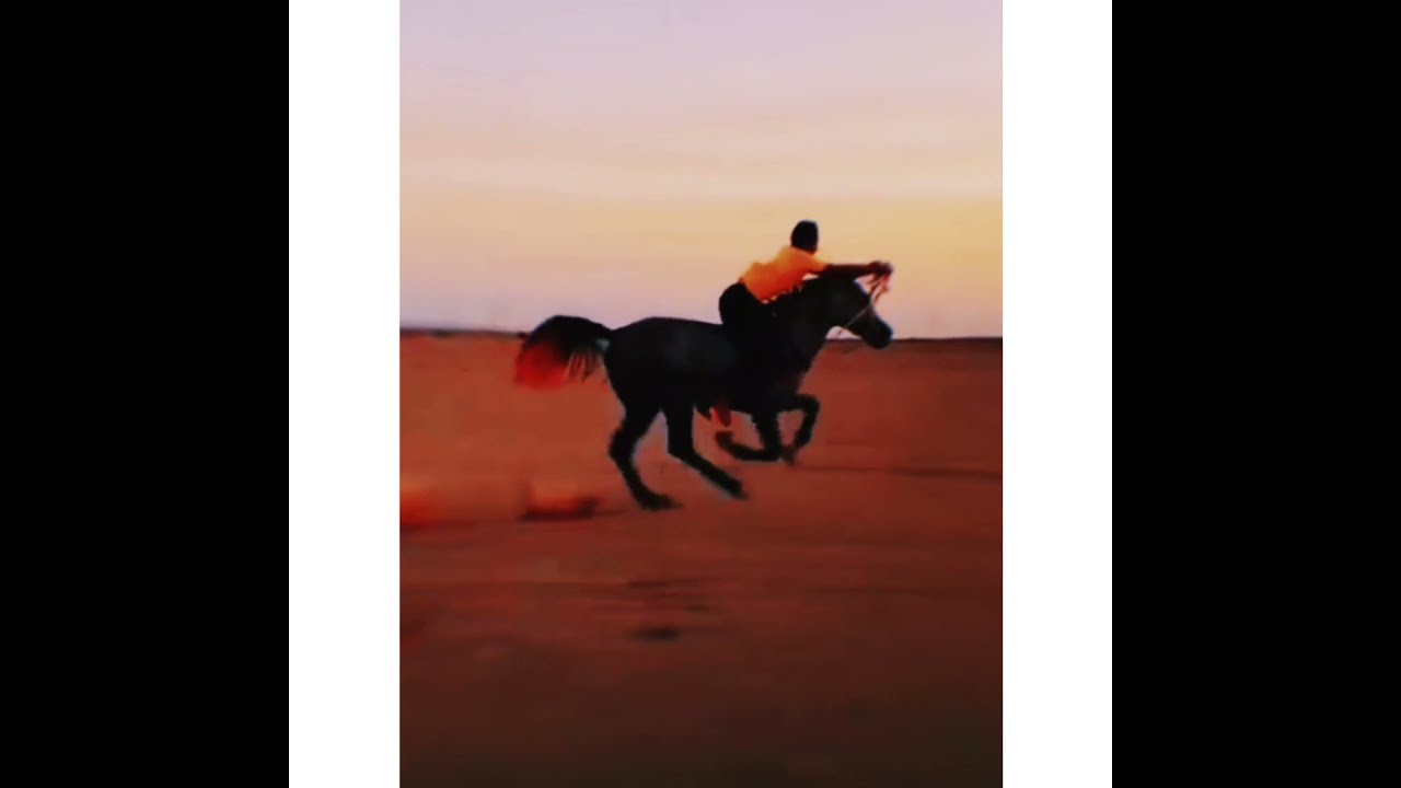 Trust❤️| Heart touching video |Horse Riding🐎 ❤️