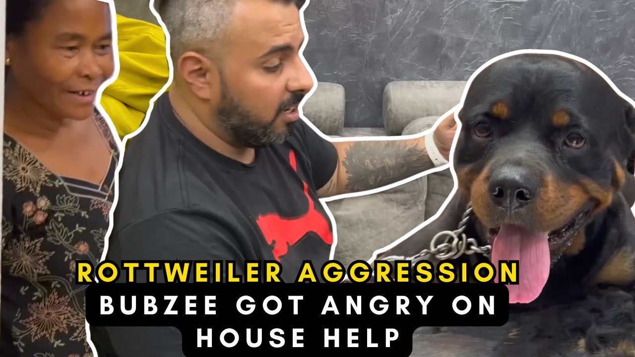 "Rottweiler Aggression Unleashed: Bubzee's Hilarious Showdown with the House Help!"