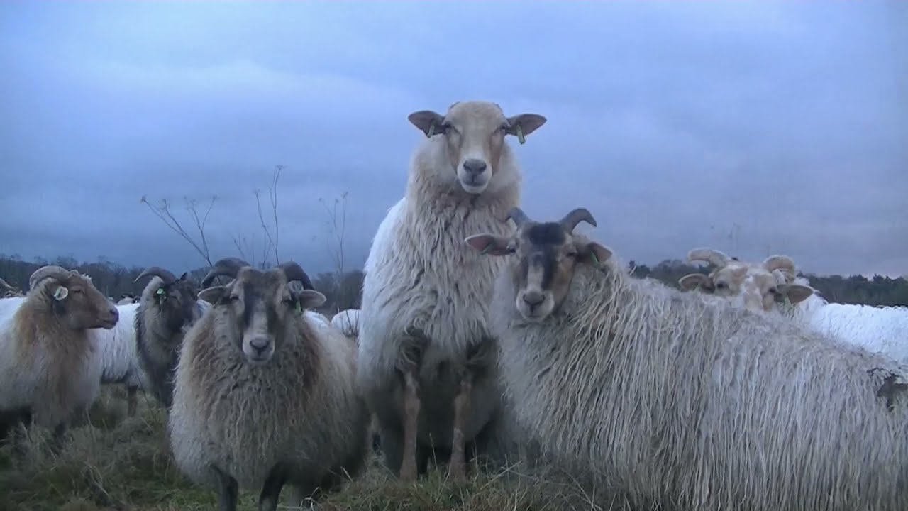 Schapen teruggebracht naar schaapskooi