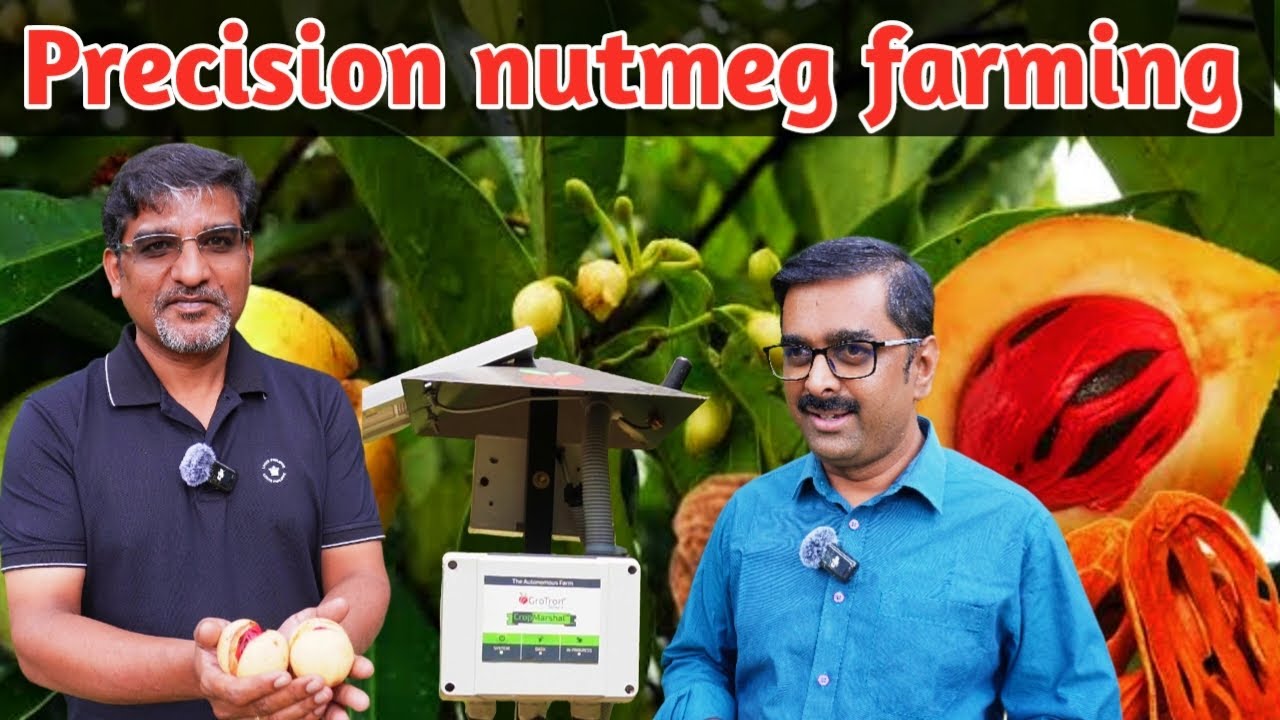 Nutmeg Farming | Precision Farming | Farm again | Country Farmss English | Grotron