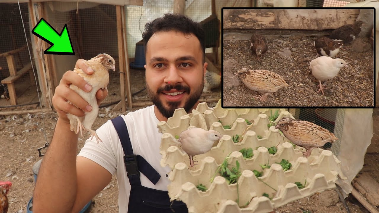 ilk kez yeşillik yiyen bıldırcınlar