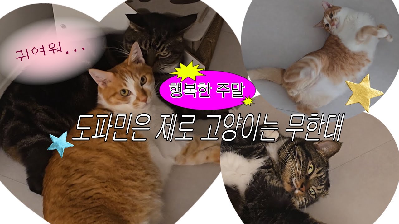 [도파민은 없고 내 집이랑 고양이는 있어요🏡]  30대 1인 가구 브이로그, 밥 해먹고 고양이랑 놀고 집 정리하는 주말 일상💚