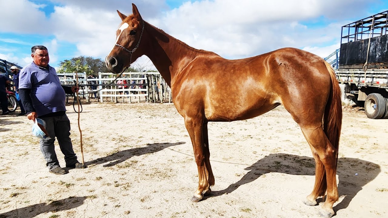 FEIRA DE CAVALOS EM CRUZES-PE  19-01-2026 #nordeste