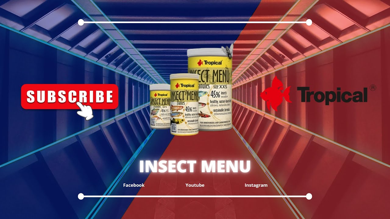Tropical Insect Menu