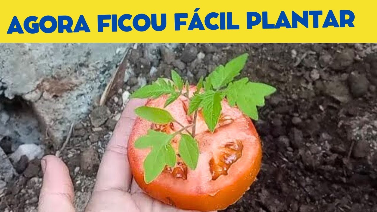 COMO PLANTAR TOMATE DO JEITO MAIS FÁCIL.